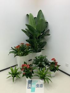 海曙办公室花卉绿植租摆简约组合